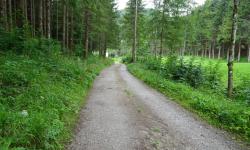 Forstweg entlang des Prinzbaches