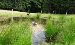 Teich auf der Ebenwiesen