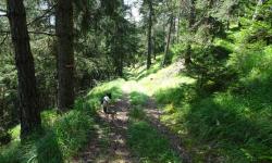 Ein wunderschöner Waldweg, bevor wir zur Straße nach Rothenfels kommen. Auf dieser wandern wir zurück zum Campingplatz.