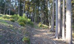 Weg S13 führt uns durch einen schönen Kastanienwald.
